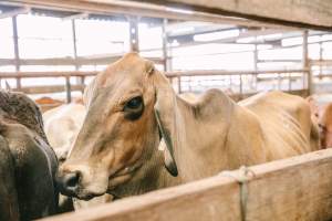 Dalby Saleyards - Cow at the Saleyard - Captured at Dalby Saleyard, Dalby QLD Australia.