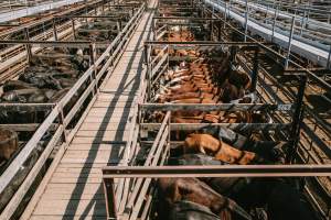 Dalby Saleyards - A view of the pens at the saleyard - Captured at Dalby Saleyard, Dalby QLD Australia.