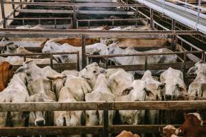 Dalby Saleyards - Cows packed into pens at the saleyard - Captured at Dalby Saleyard, Dalby QLD Australia.