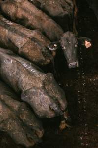 Dalby Saleyards - Powerful image of cow looking up at the saleyard - Captured at Dalby Saleyard, Dalby QLD Australia.