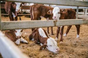 Dalby Saleyards - Calves at the saleyard - Captured at Dalby Saleyard, Dalby QLD Australia.