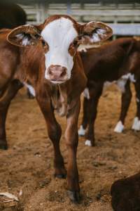 Dalby Saleyards - Calves at the saleyard - Captured at Dalby Saleyard, Dalby QLD Australia.