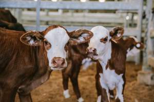 Dalby Saleyards - Calves at the saleyard - Captured at Dalby Saleyard, Dalby QLD Australia.