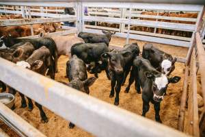 Dalby Saleyards - Calves at the saleyard - Captured at Dalby Saleyard, Dalby QLD Australia.