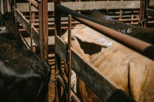 Dalby Saleyards - Thin cow at the saleyard - Captured at Dalby Saleyard, Dalby QLD Australia.