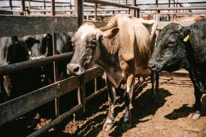 Dalby Saleyards - Thin cow at the saleyard - Captured at Dalby Saleyard, Dalby QLD Australia.