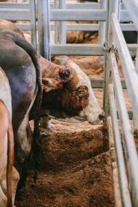 Dalby Saleyards - Cow with bloody horn at the Saleyard - Captured at Dalby Saleyard, Dalby QLD Australia.