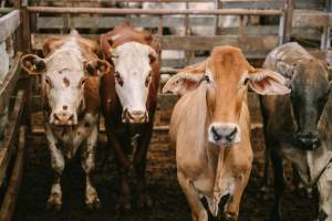 Dalby Saleyards - Cows at the Saleyard - Captured at Dalby Saleyard, Dalby QLD Australia.