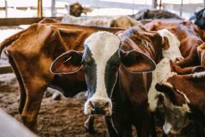 Dalby Saleyards - Thin cows at the saleyard - Captured at Dalby Saleyard, Dalby QLD Australia.