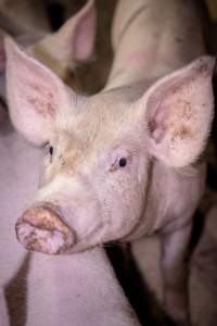 Piglet in holding pens - A piglet photographed in the holding pens the night before slaughter - Captured at Benalla Abattoir, Benalla VIC Australia.