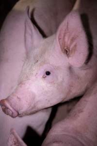 Piglet in holding pens - A piglet photographed in the holding pens the night before slaughter - Captured at Benalla Abattoir, Benalla VIC Australia.