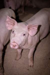 Piglet in holding pens - A piglet photographed in the holding pens the night before slaughter - Captured at Benalla Abattoir, Benalla VIC Australia.