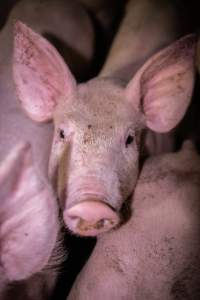 Piglet in holding pens - A piglet photographed in the holding pens the night before slaughter - Captured at Benalla Abattoir, Benalla VIC Australia.