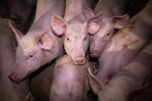 Piglets in holding pens - Piglets in the holding pens the night before slaughter - Captured at Benalla Abattoir, Benalla VIC Australia.