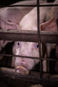 Piglet in holding pens - A piglet photographed in the holding pens the night before slaughter - Captured at Benalla Abattoir, Benalla VIC Australia.