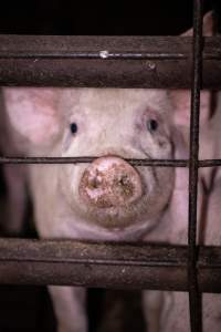 Piglet in holding pen - A piglet photographed in the holding pens the night before slaughter - Captured at Benalla Abattoir, Benalla VIC Australia.