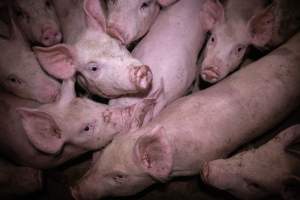 Piglets in the holding pens - Piglets in the holding pens the night before slaughter - Captured at Benalla Abattoir, Benalla VIC Australia.