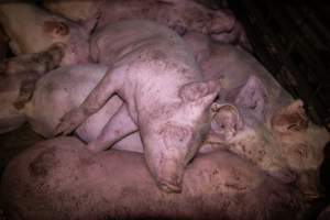 Piglets in holding pens - Piglets in the holding pens the night before slaughter - Captured at Benalla Abattoir, Benalla VIC Australia.