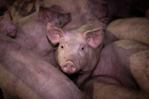 Piglets in holding pens - Piglets in the holding pens the night before slaughter - Captured at Benalla Abattoir, Benalla VIC Australia.