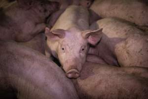 Piglets in holding pens - Piglets in the holding pens the night before slaughter - Captured at Benalla Abattoir, Benalla VIC Australia.