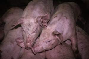 Pigs in holding pens - Pigs in the holding pens the night before slaughter - Captured at Benalla Abattoir, Benalla VIC Australia.