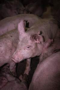 Piglets in holding pens - Piglets in the holding pens the night before slaughter - Captured at Benalla Abattoir, Benalla VIC Australia.