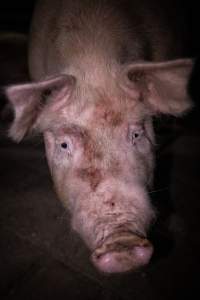 Pig in holding pens - A pig photographed in the holding pens the night before slaughter - Captured at Benalla Abattoir, Benalla VIC Australia.