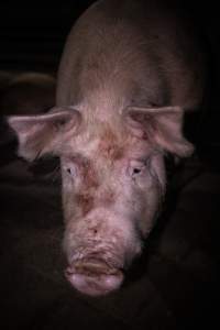 Pig in holding pens - A pig photographed in the holding pens the night before slaughter - Captured at Benalla Abattoir, Benalla VIC Australia.