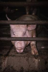 Pig in holding pens - A pig photographed in the holding pens the night before slaughter - Captured at Benalla Abattoir, Benalla VIC Australia.