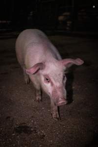 Piglet in holding pens - A piglet photographed in the holding pens the night before slaughter - Captured at Benalla Abattoir, Benalla VIC Australia.