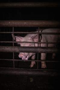 Piglet in holding pens - A piglet photographed in the holding pens the night before slaughter - Captured at Benalla Abattoir, Benalla VIC Australia.