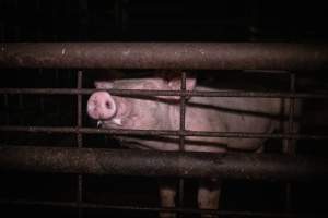 Piglet in holding pen - A piglet photographed in the holding pens the night before slaughter - Captured at Benalla Abattoir, Benalla VIC Australia.