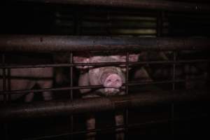 Piglet in holding pen - A piglet photographed in the holding pens the night before slaughter - Captured at Benalla Abattoir, Benalla VIC Australia.