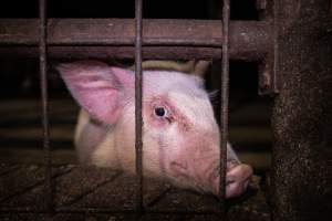 Piglet in holding pen - A piglet photographed in the holding pens the night before slaughter - Captured at Benalla Abattoir, Benalla VIC Australia.