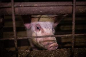 Piglet in holding pen - A photograph taken of a piglet in the holding pens the night before slaughter - Captured at Benalla Abattoir, Benalla VIC Australia.