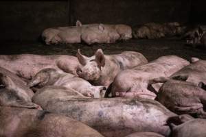 Pigs in the holding pens - Pigs in holding pens the night before slaughter - Captured at Benalla Abattoir, Benalla VIC Australia.