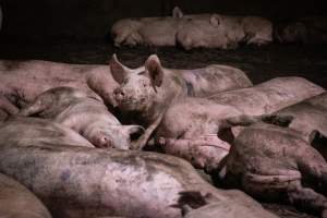 Pigs in the holding pens - Pigs in holding pens the night before slaughter - Captured at Benalla Abattoir, Benalla VIC Australia.