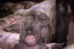 Dirty pig in holding pen - Pigs in holding pens the night before slaughter - Captured at Benalla Abattoir, Benalla VIC Australia.