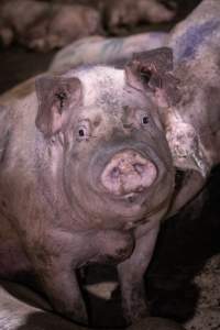 Dirty pig in holding pen - Pigs in holding pens the night before slaughter - Captured at Benalla Abattoir, Benalla VIC Australia.