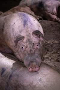 Dirty pig in holding pen - Pigs in holding pens the night before slaughter - Captured at Benalla Abattoir, Benalla VIC Australia.