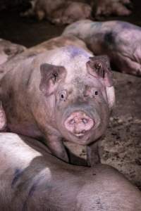 Dirty pig in holding pen - Pigs in holding pens the night before slaughter - Captured at Benalla Abattoir, Benalla VIC Australia.