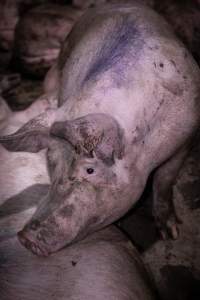 Dirty pig in holding pen - Pigs in holding pens the night before slaughter - Captured at Benalla Abattoir, Benalla VIC Australia.