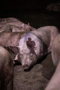 Dirty pig in holding pen - Pigs in holding pens the night before slaughter - Captured at Benalla Abattoir, Benalla VIC Australia.