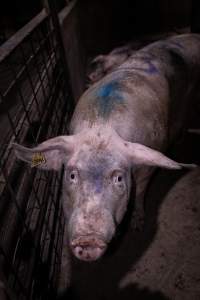 Dirty pig in holding pen - Sow in holding pens the night before slaughter - Captured at Benalla Abattoir, Benalla VIC Australia.