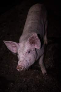 Piglet in holding pens - Piglet in holding pens the night before slaughter - Captured at Benalla Abattoir, Benalla VIC Australia.
