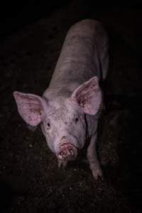 Piglet in holding pens - Piglet in holding pens the night before slaughter - Captured at Benalla Abattoir, Benalla VIC Australia.