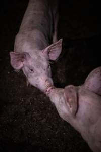 Piglets touching noses in the holding pens - Two piglets communicating in the pens the night before slaughter - Captured at Benalla Abattoir, Benalla VIC Australia.