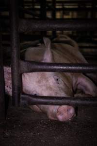 Pig looking through bars of holding pen - Captured at Benalla Abattoir, Benalla VIC Australia.