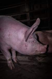 Pig in holding pen - Photo taken of a pig in the holding pens the night before slaughter - Captured at Benalla Abattoir, Benalla VIC Australia.