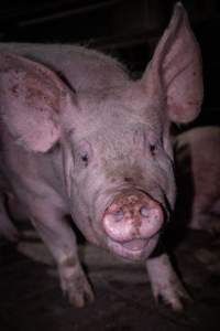 Pig in holding pen - Photo taken of a pig in the holding pens the night before slaughter - Captured at Benalla Abattoir, Benalla VIC Australia.